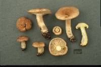 Lactarius vinaceorufescens image