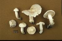 Tricholoma columbetta image