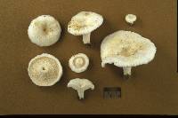 Lactarius pubescens image