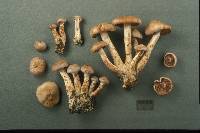 Cortinarius spilomeus image