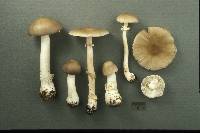 Image of Amanita pinophila