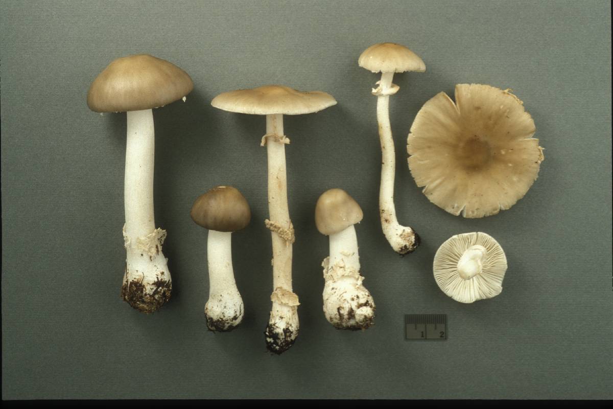 Amanita pinophila image