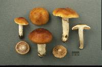 Cortinarius mucosus image