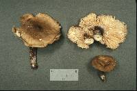 Lactarius gerardii image