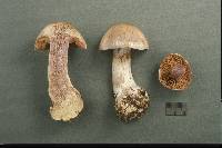 Cortinarius quarciticus image