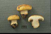 Cortinarius olearioides image