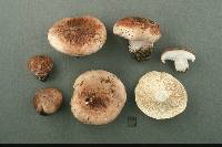 Hygrophorus russula image