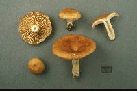 Lactarius agglutinatus image