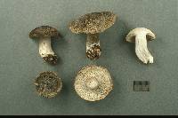 Tricholoma michiganense image