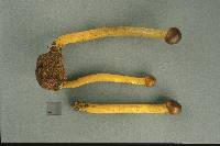 Elaphocordyceps longisegmentis image