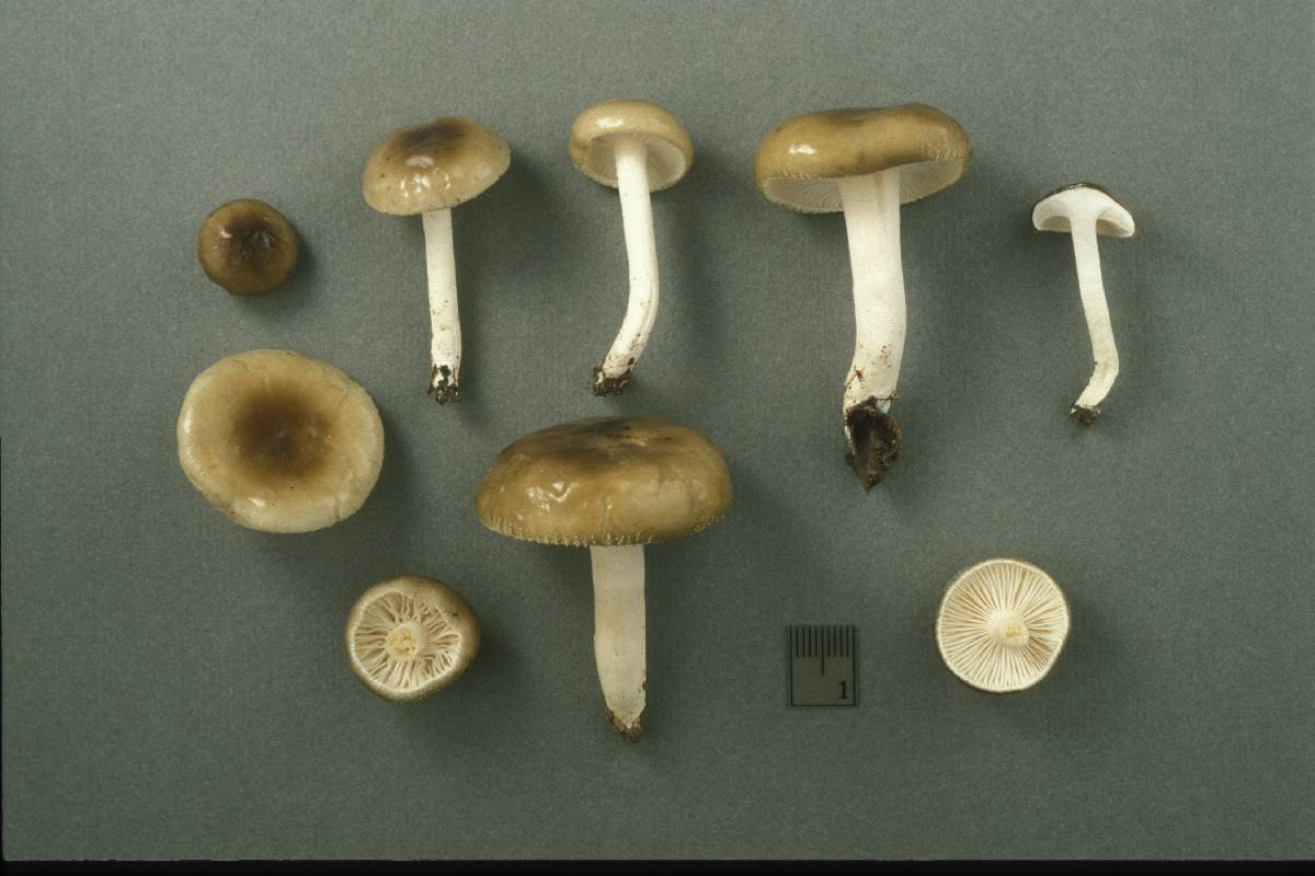 Hygrophorus albofuscus image