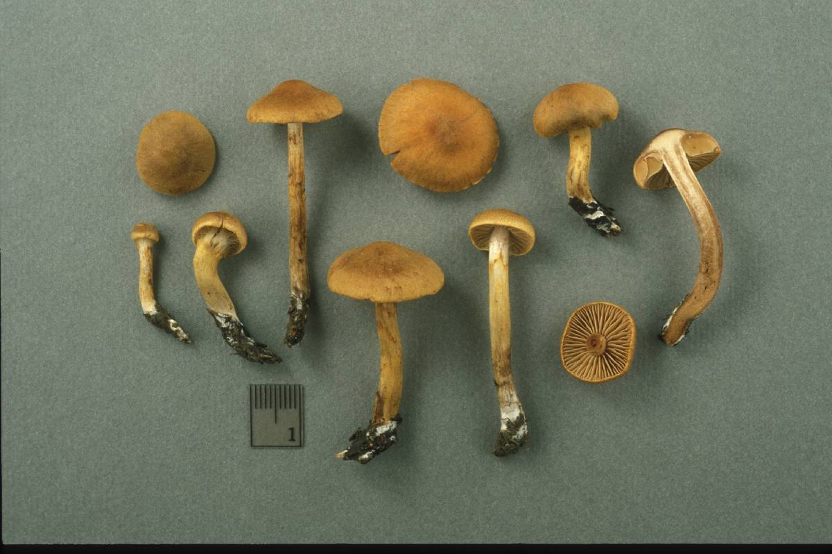 Cortinarius pellstonianus image