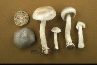 Tricholoma argenteum image