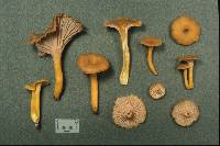 Cantharellus ignicolor image