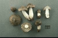 Tricholoma terreum image