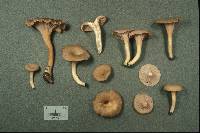 Cantharellus ignicolor image