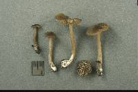 Entoloma lucidum image