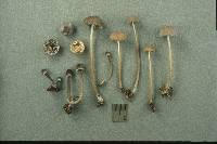 Mycena leptocephala image