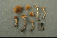 Conocybe brunnea image