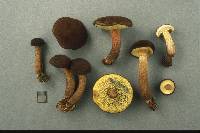 Boletellus chrysenteroides image