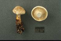 Neolentinus lepideus image