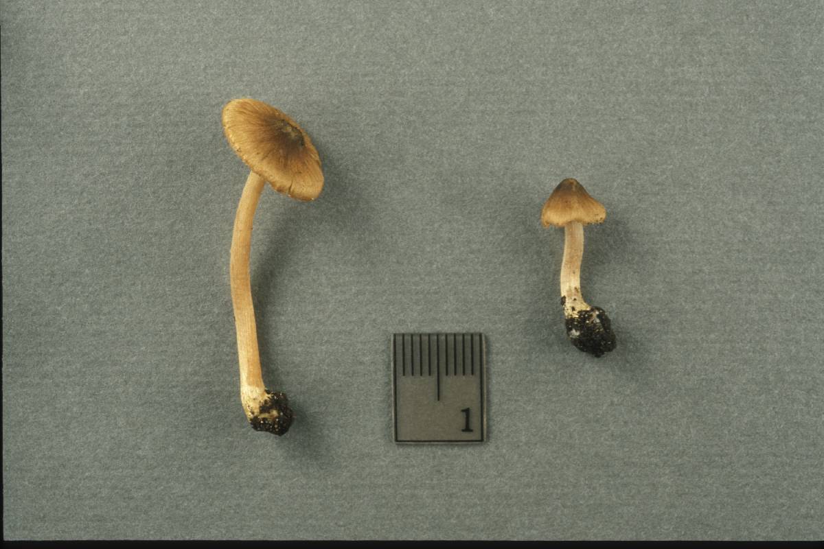 Inocybe pseudoumbrina image