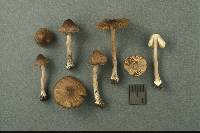 Inocybe umbrina image