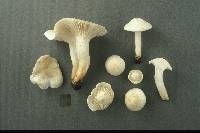 Hygrocybe angustifolia image