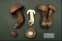 Tylopilus rubrobrunneus image