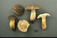 Retiboletus griseus image