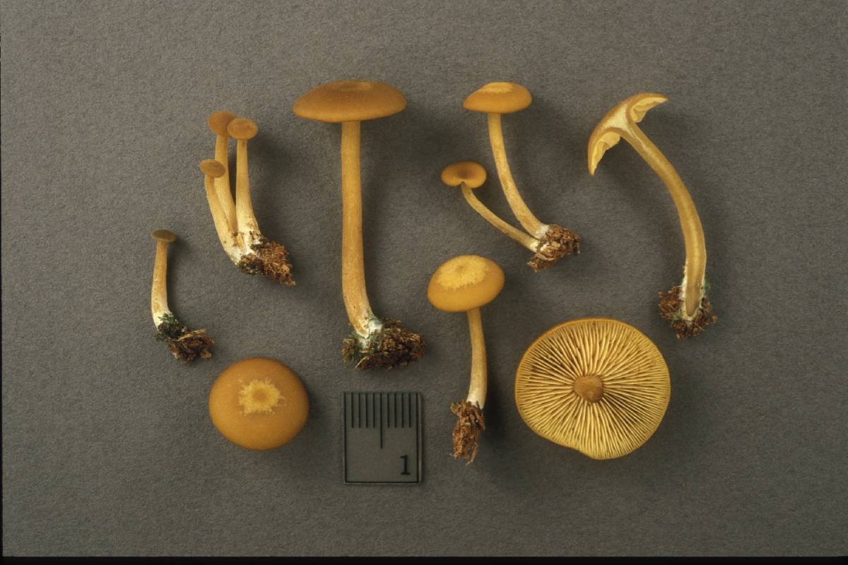 Callistosporium luteoolivaceum image