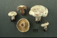 Russula dissimulans image