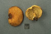 Pholiota multifolia image