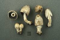 Coprinus variegatus image