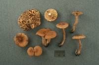 Lactarius rimosellus image