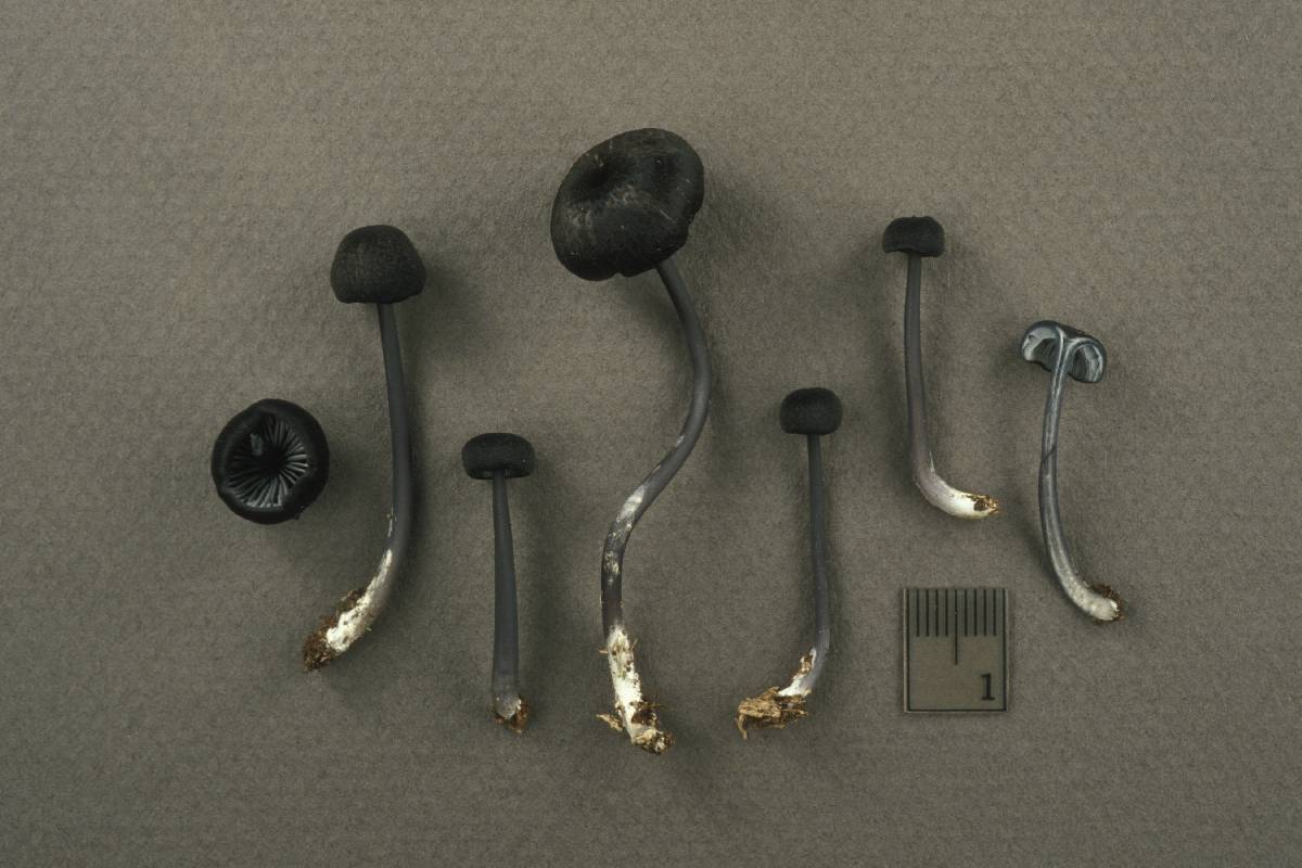 Leptonia chalybaea image