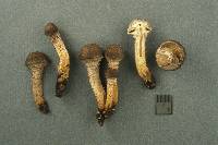 Pholiota angustipes image