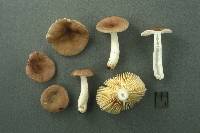 Russula abietina image