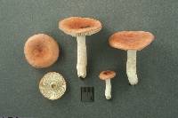 Russula uncialis image