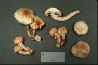 Pholiota squarrosoides image