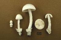 Amanita albiceps image