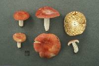 Russula fastigiata image