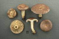 Lactarius argillaceifolius image