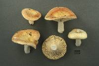 Image of Russula subroseoflava