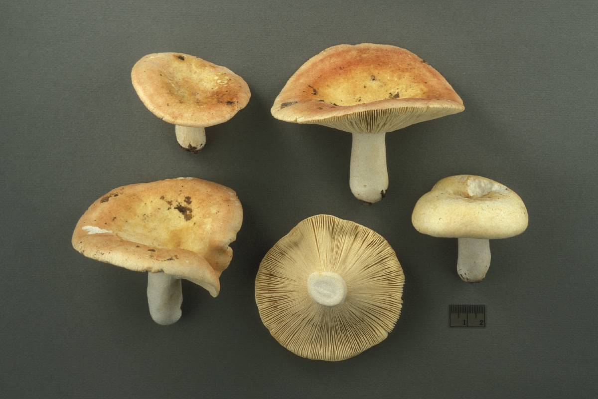 Russula subroseoflava image