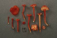 Hygrocybe coccineocrenata image