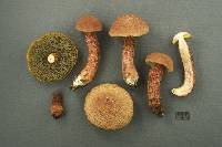 Boletellus russellii image