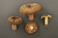 Lactarius corrugis image