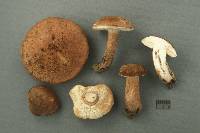 Tylopilus indecisus image