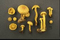 Pholiota flammans image